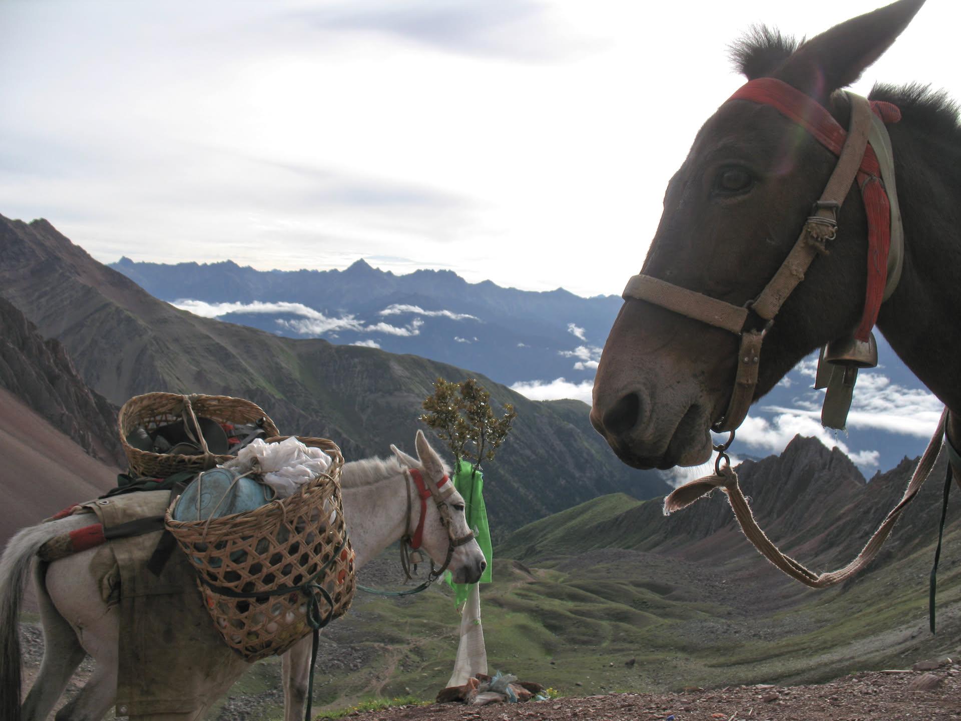 mailixueshan trekking with horses