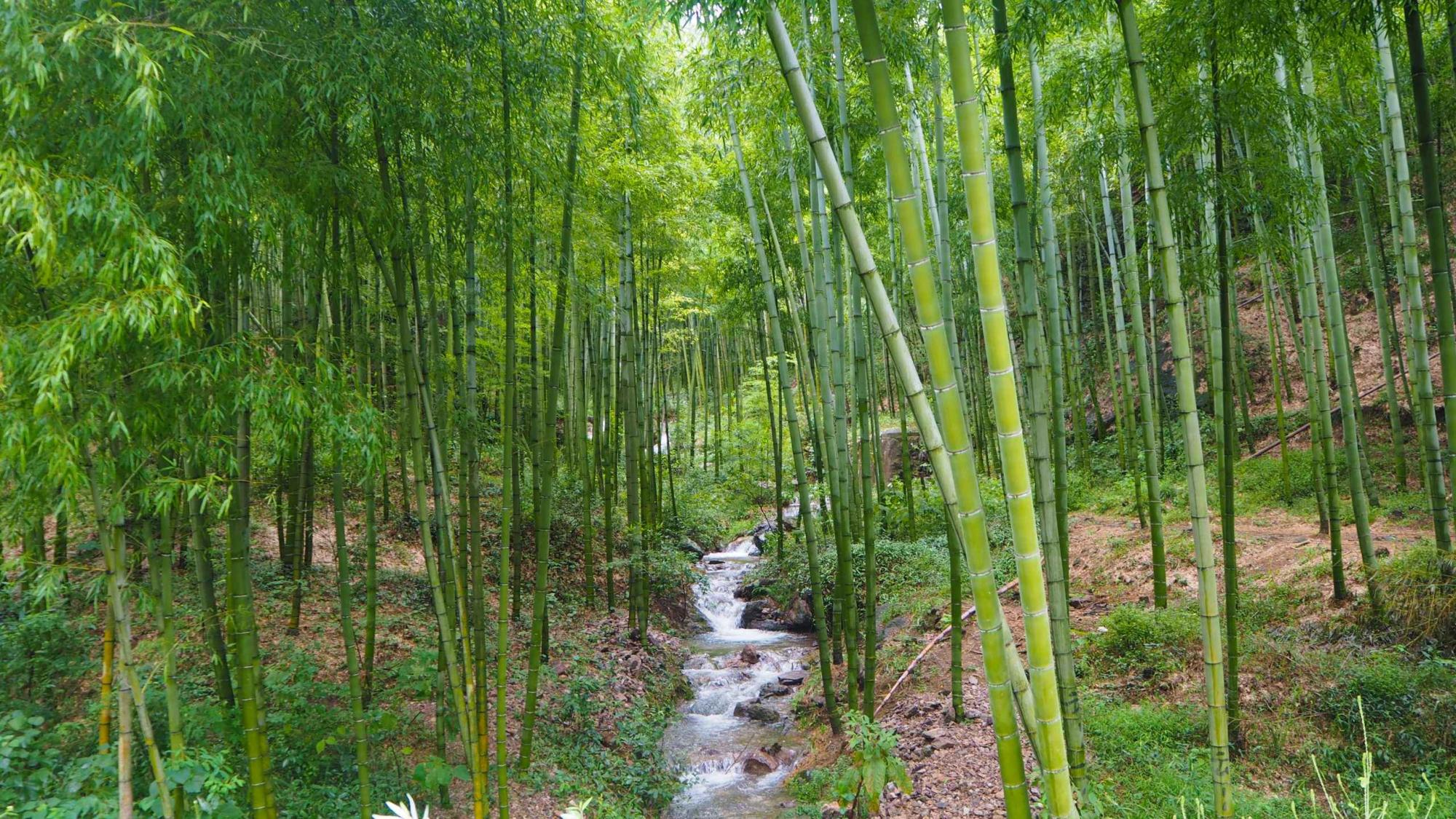 moganshan bamboo