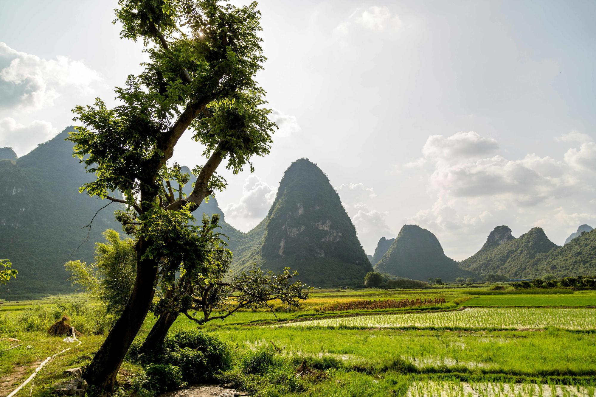 Yangshuo tree