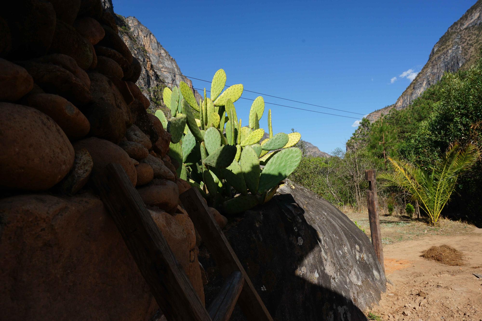 Yunnan Cactus